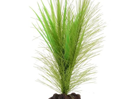 Aqualife plante Myriophylle brésilien vert et Vallisnérie Cheap